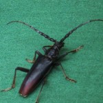 Big black bug
