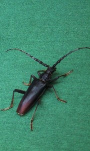 Big black bug