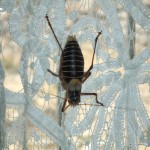 Bug on the curtain
