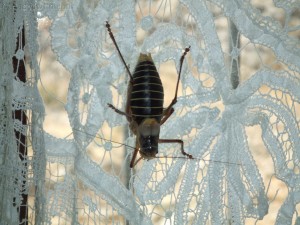 Bug on the curtain