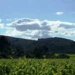 Vineyards behind the maison