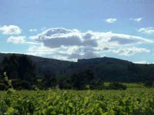 Vineyards behind the maison