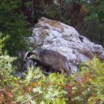 Badger