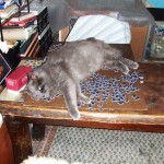 Cat on a puzzle