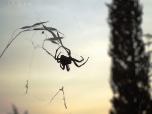 Spider eating grass