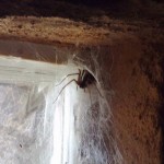 Spider in the windowsill