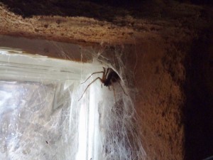 Spider in the windowsill