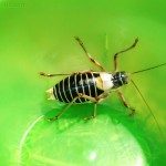 Bug in a bowl