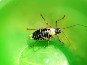 Bug in a bowl