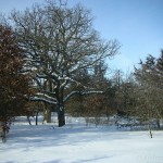 oak at sand dunes
