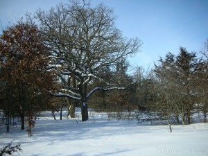 oak at sand dunes