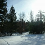 coyote tracks