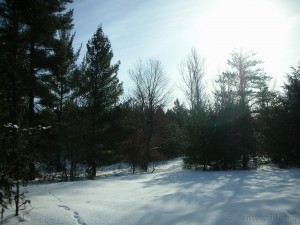 coyote tracks