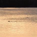 River otter on Sonju lake