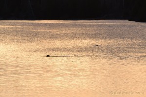 River otter on Sonju lake