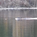 River otter on Sonju lake