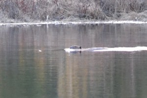 River otter on Sonju lake